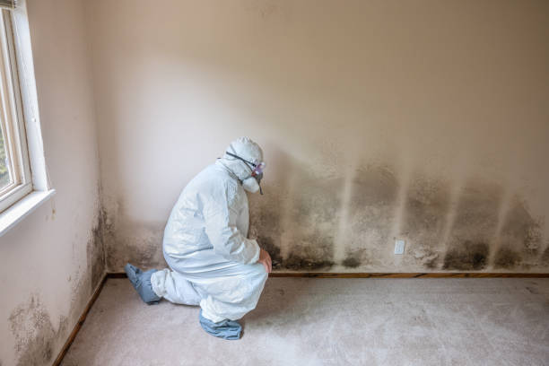 Nolanville, TX Mold Removal Company